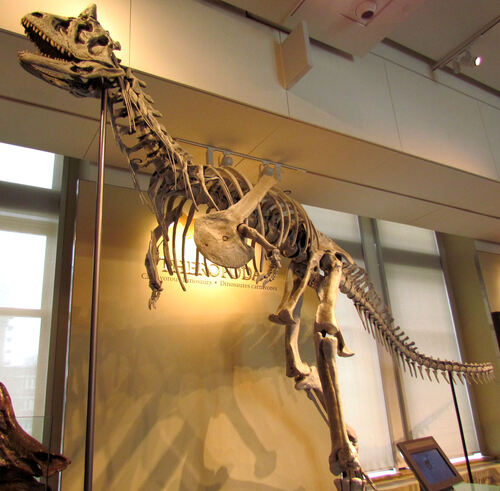 Carnotaurus reference