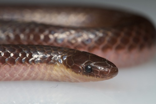 Eastern Wormsnake reference