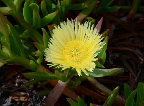 Ice Plant reference