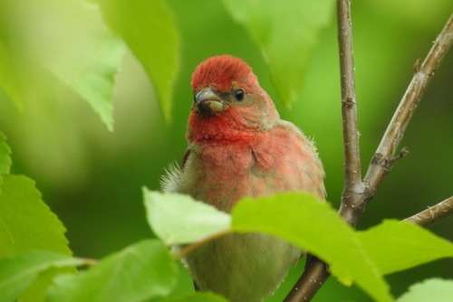 Common Rosefinch reference