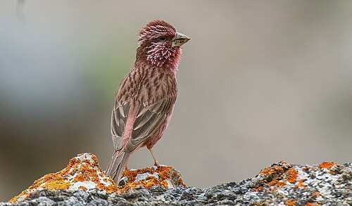 Blyth's Rosefinch reference