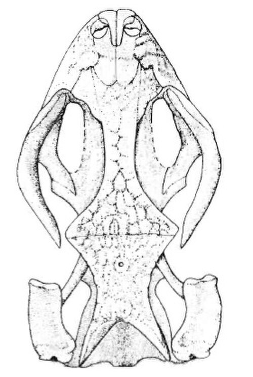 Carusia reference
