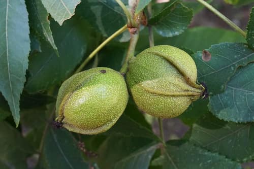 Bitternut Hickory reference