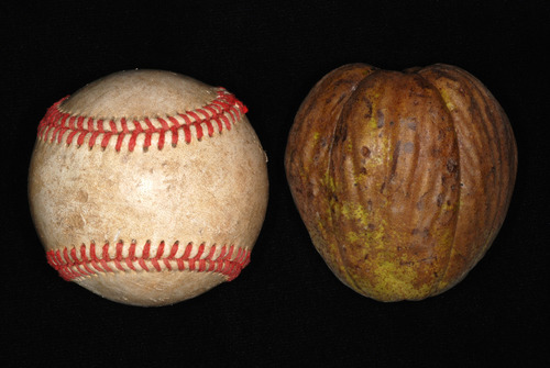 Shellbark Hickory reference