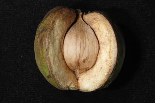 Shagbark Hickory reference