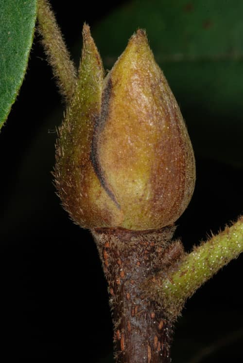 Mockernut Hickory reference