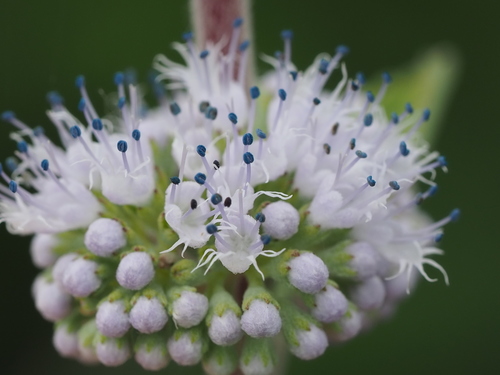 Common Bluebeard reference