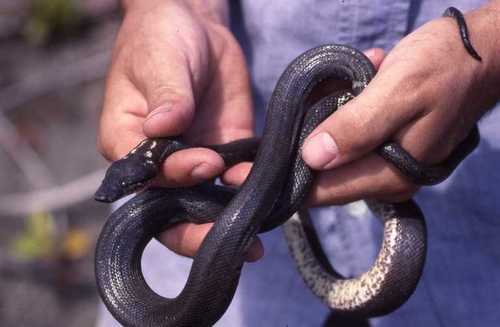 Round Island Ground Boa reference