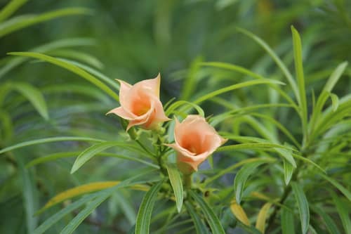 Yellow Oleander reference