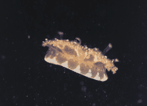 Mangrove Upside-down Jellyfish reference