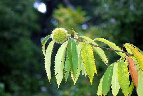 American Chestnut reference