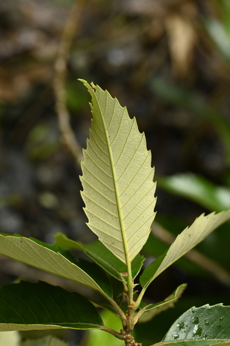 Indian Chestnut reference