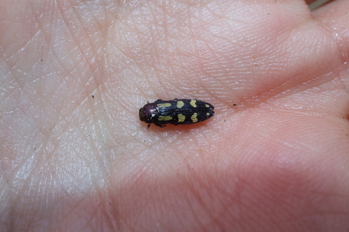 Painted Jewel Beetle reference
