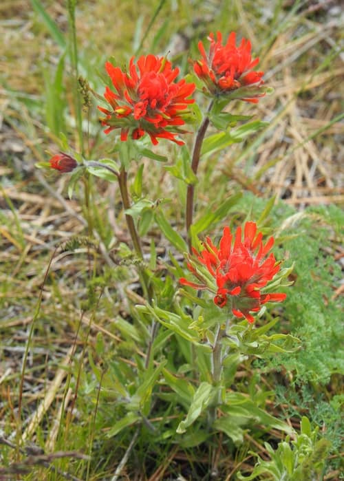 Harsh Indian Paintbrush reference