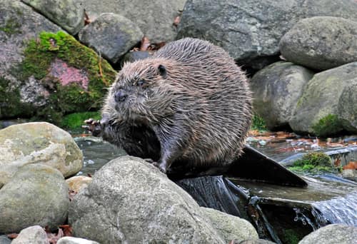 North American Beaver reference