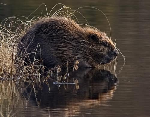 Eurasian Beaver reference