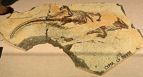 Castorocauda reference