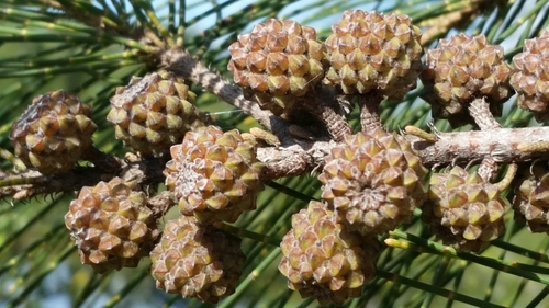River Sheoak reference