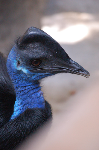 Dwarf Cassowary reference