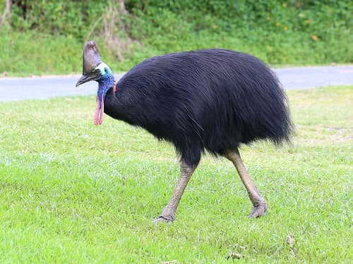 Southern Cassowary reference