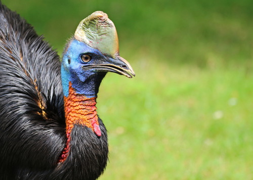 Northern Cassowary reference