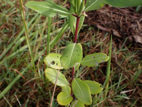 Madagascar Periwinkle reference