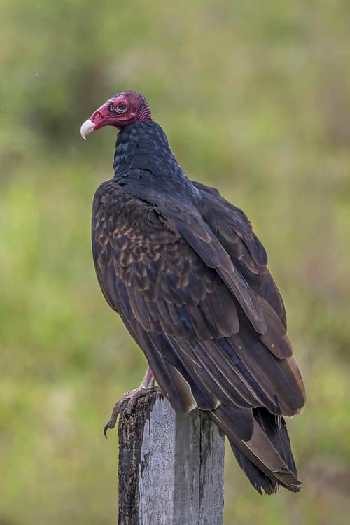 Turkey Vulture reference
