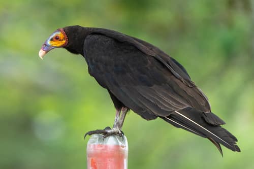 Lesser Yellow-headed Vulture reference