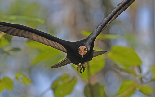 Greater Yellow-headed Vulture reference