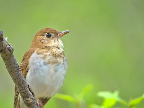 Veery reference