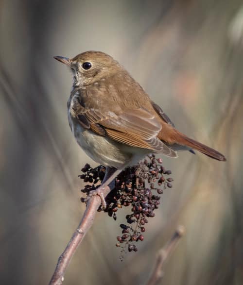Hermit Thrush reference