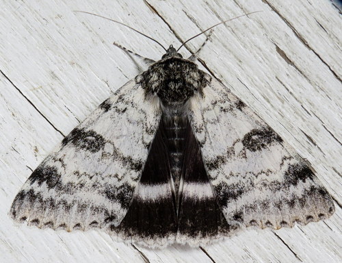 White Underwing reference