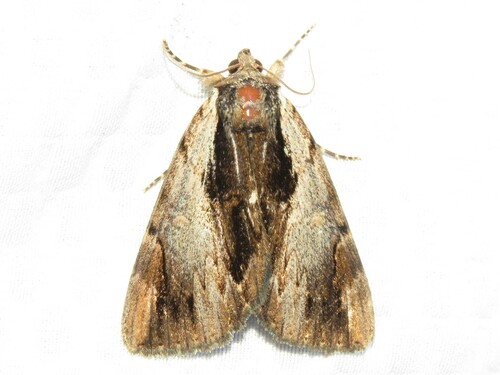Ultronia Underwing reference