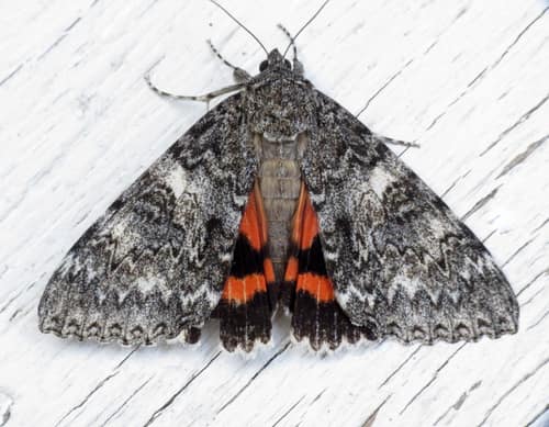 Once-married Underwing reference