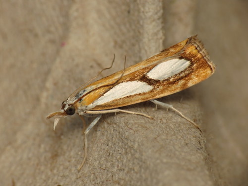 Pearl-banded Grass-veneer reference