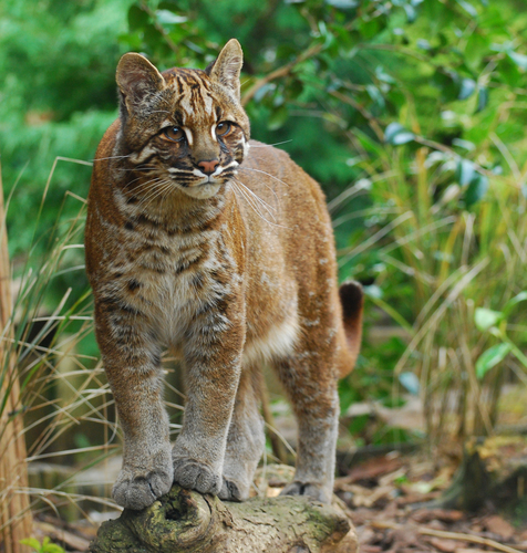 Asiatic Golden Cat reference