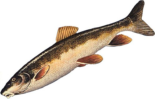 Longnose Sucker reference