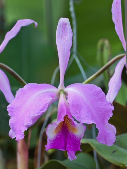 Crimson Cattleya reference