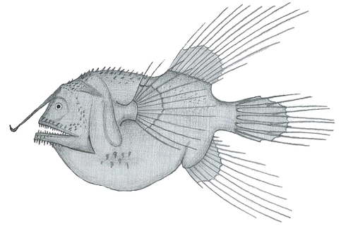 Broadhead Angler reference
