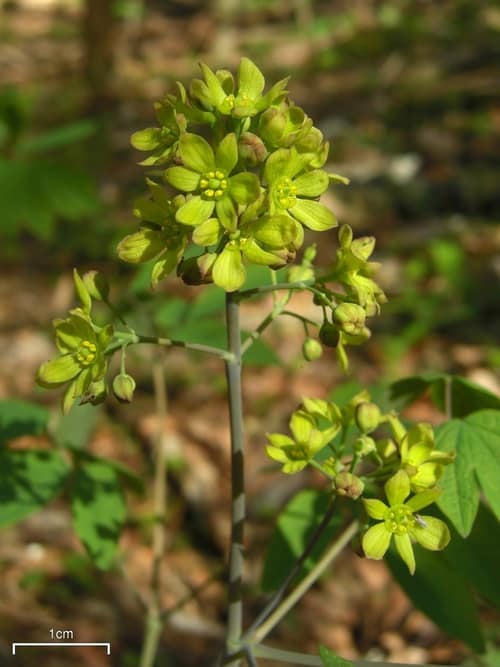 Blue Cohosh reference