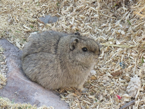 Montane Guinea Pig reference