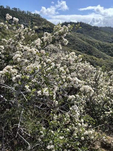 Buckbrush reference