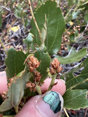 Snowbrush Ceanothus reference