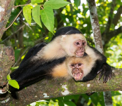 Panamanian White-faced Capuchin reference