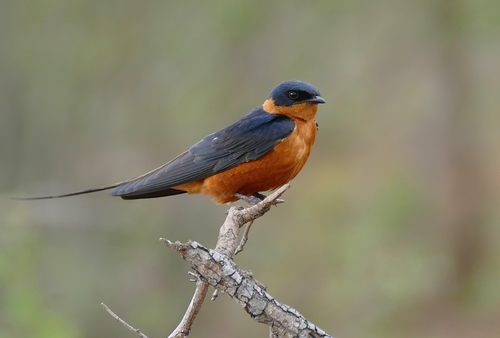 Red-breasted Swallow reference