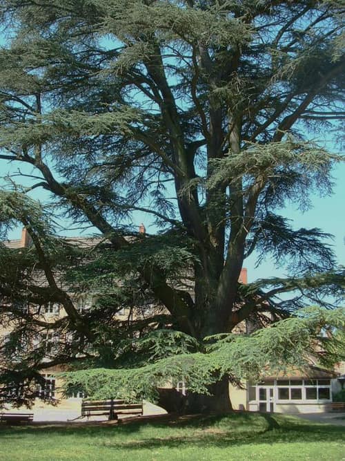 Atlas Cedar reference