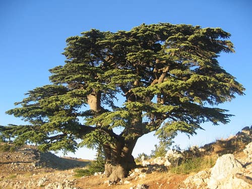 Cedar of Lebanon reference