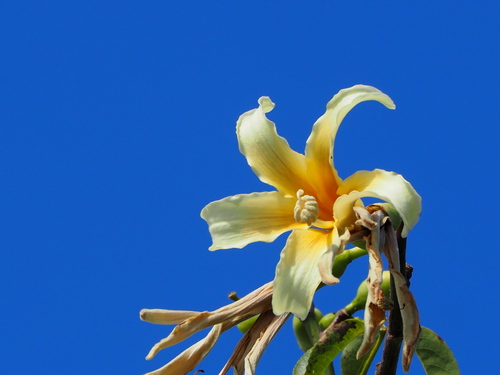White Silk Floss Tree reference