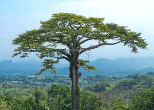 Kapok Tree reference