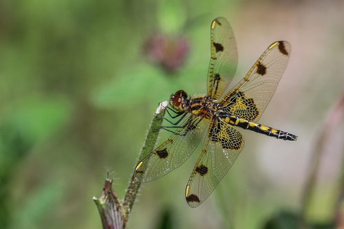 Calico Pennant reference